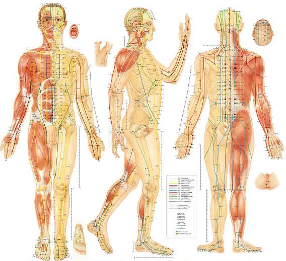 Acupuncture Chart